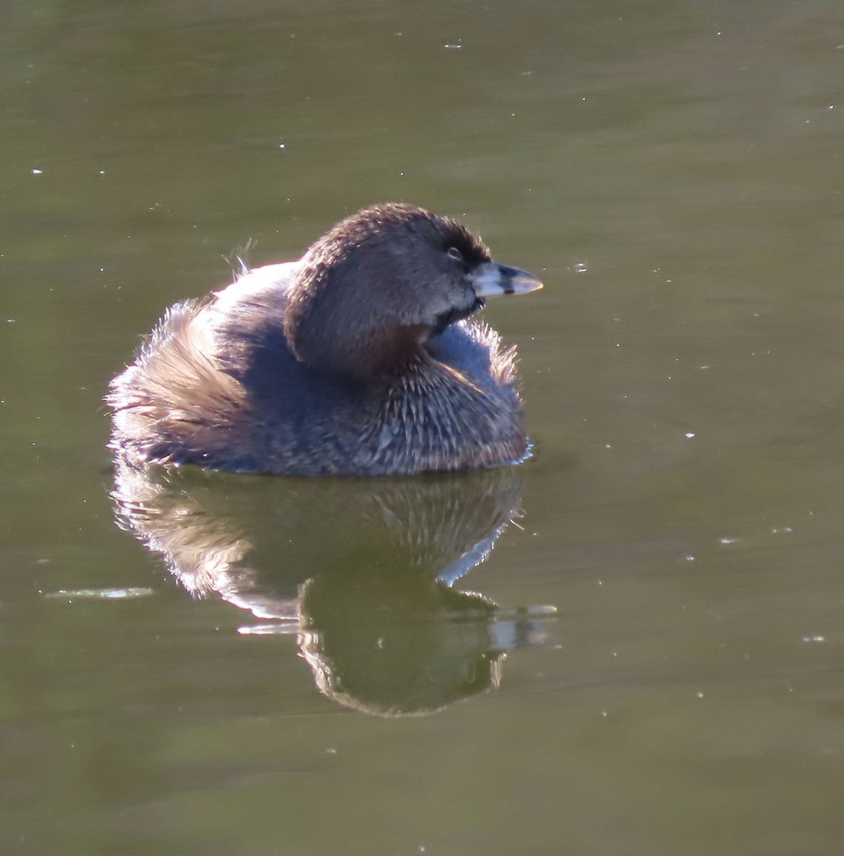 Pied-billed Grebe - Emily Dunning