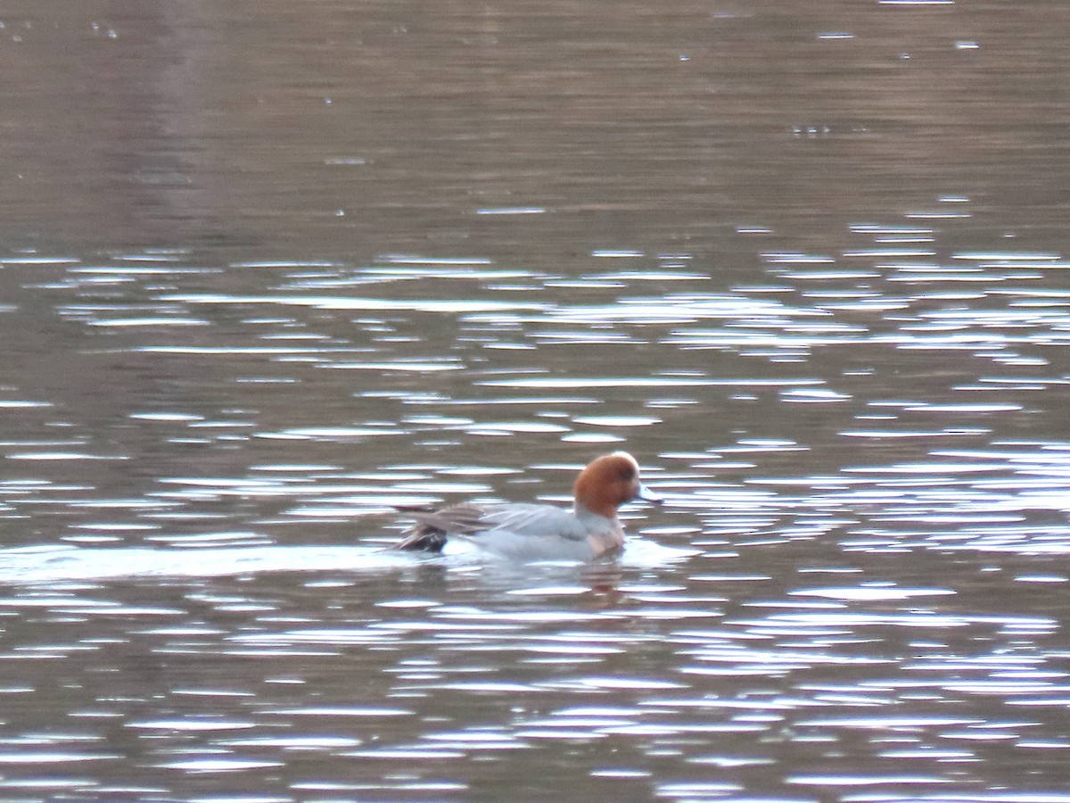 Eurasian Wigeon - ML614235558