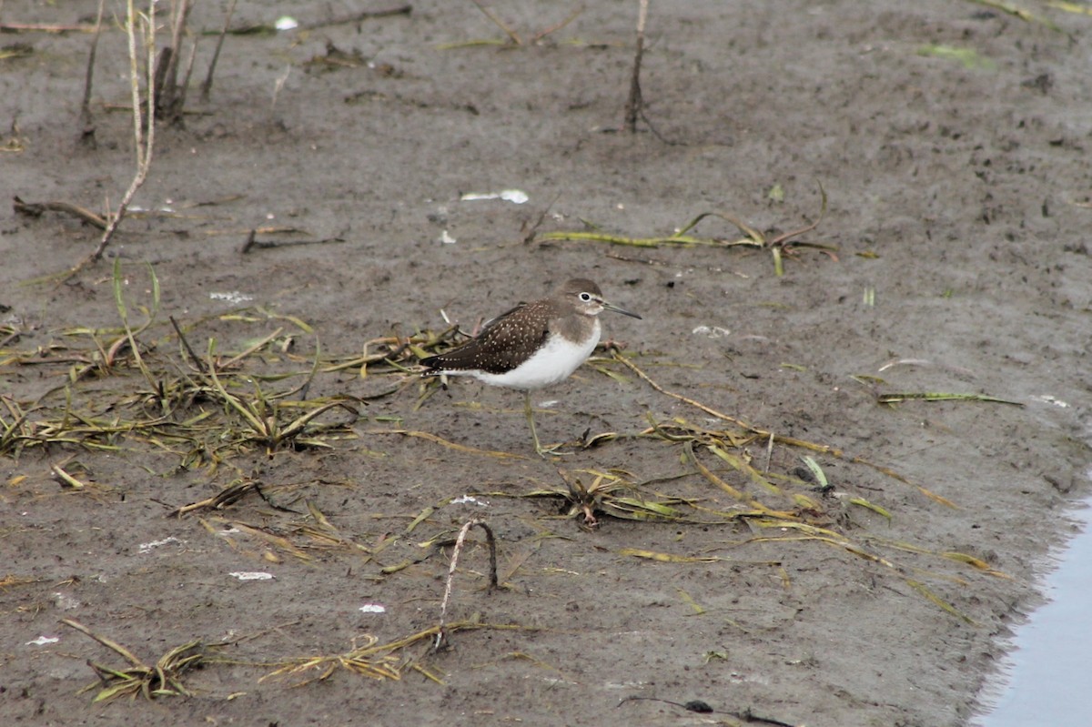 Solitary Sandpiper - ML614235605