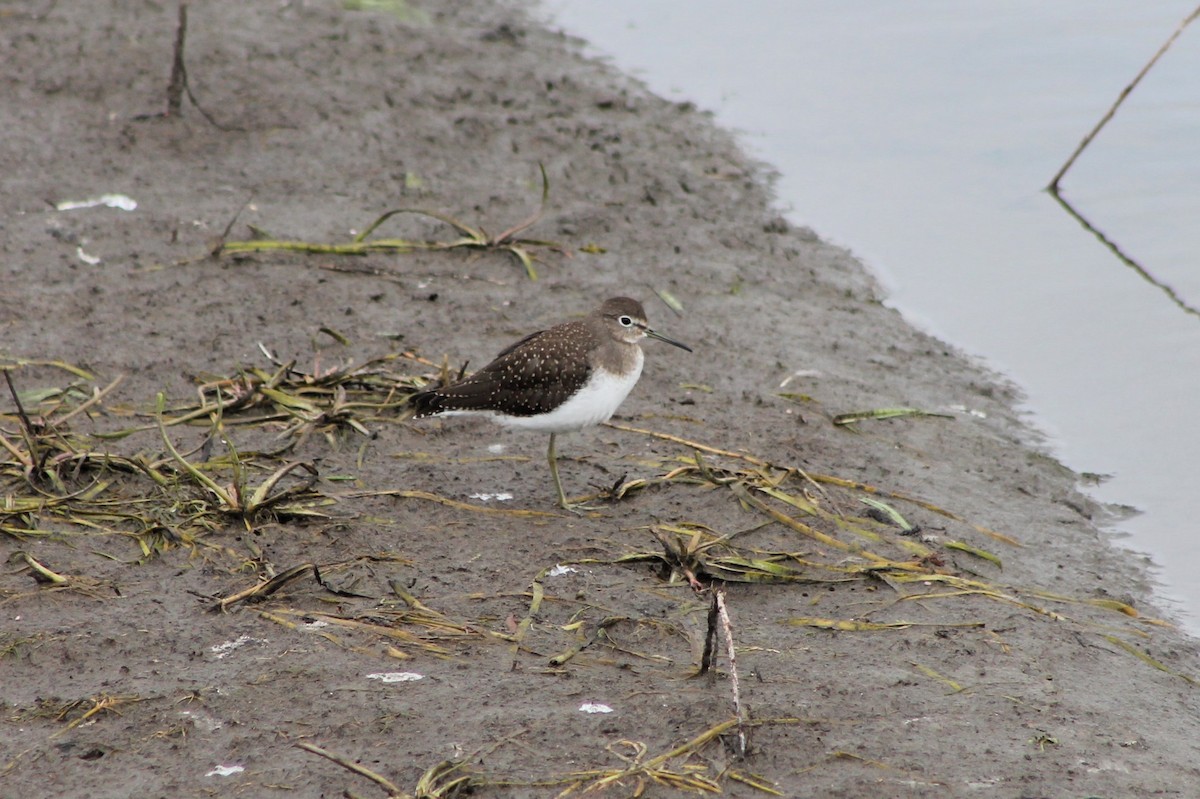 Solitary Sandpiper - ML614235614