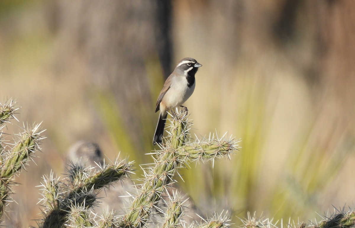 Black-throated Sparrow - Corey S.