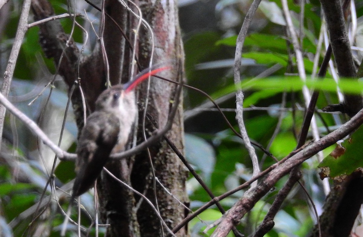 kolibřík dlouhozobý (ssp. margarettae) - ML614235626