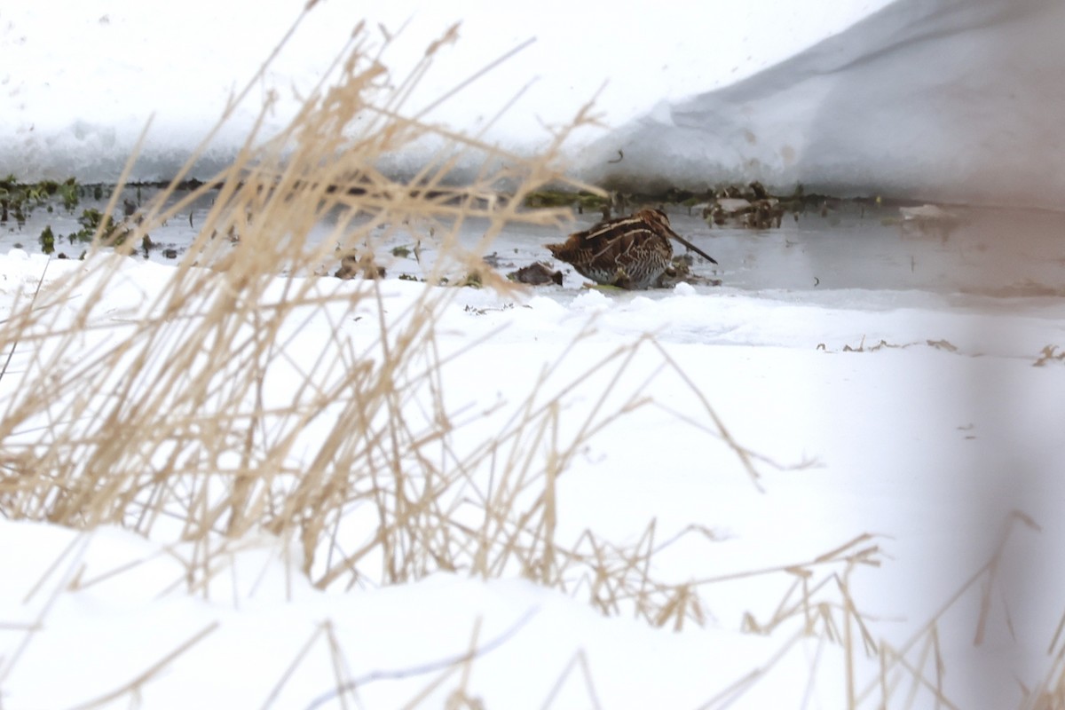 Wilson's Snipe - ML614235639