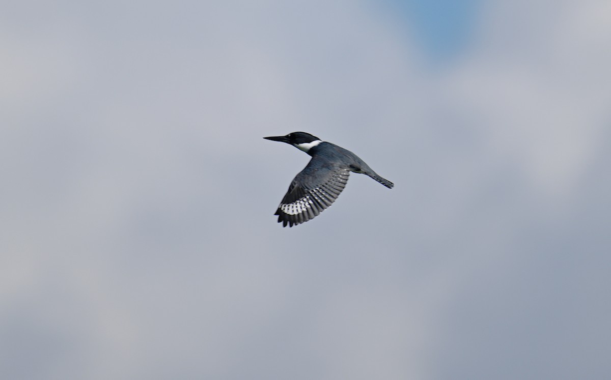 Belted Kingfisher - Matthew Murphy