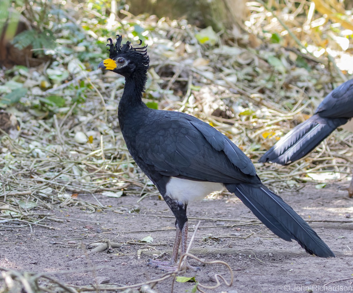 Bare-faced Curassow - ML614235774