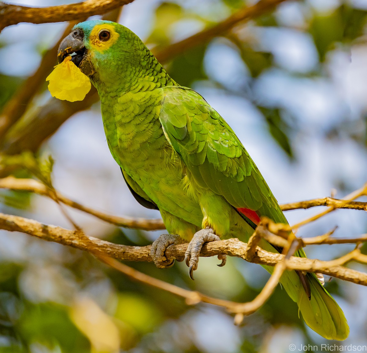 Turquoise-fronted Parrot - ML614235798