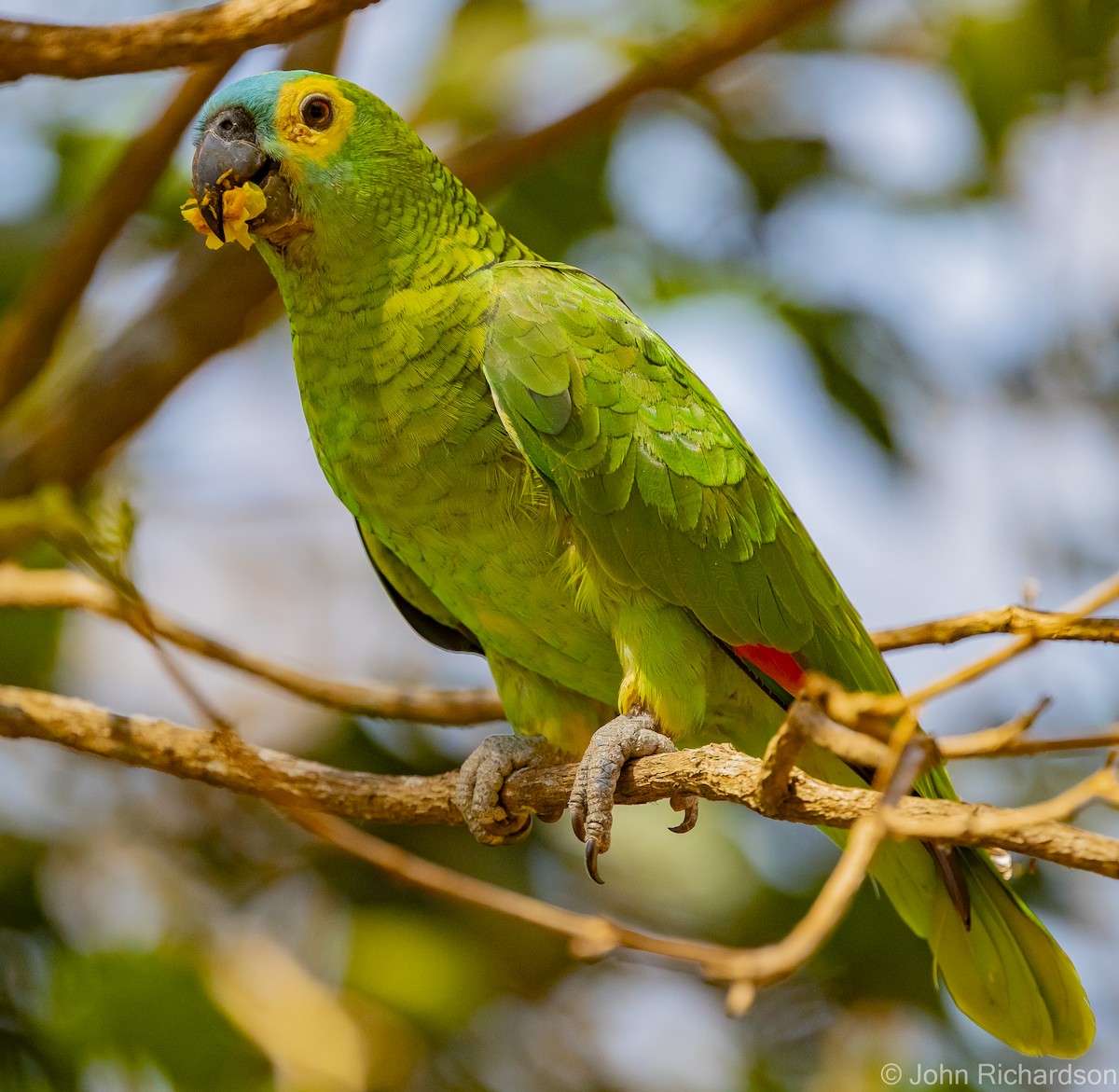 Turquoise-fronted Parrot - ML614235799