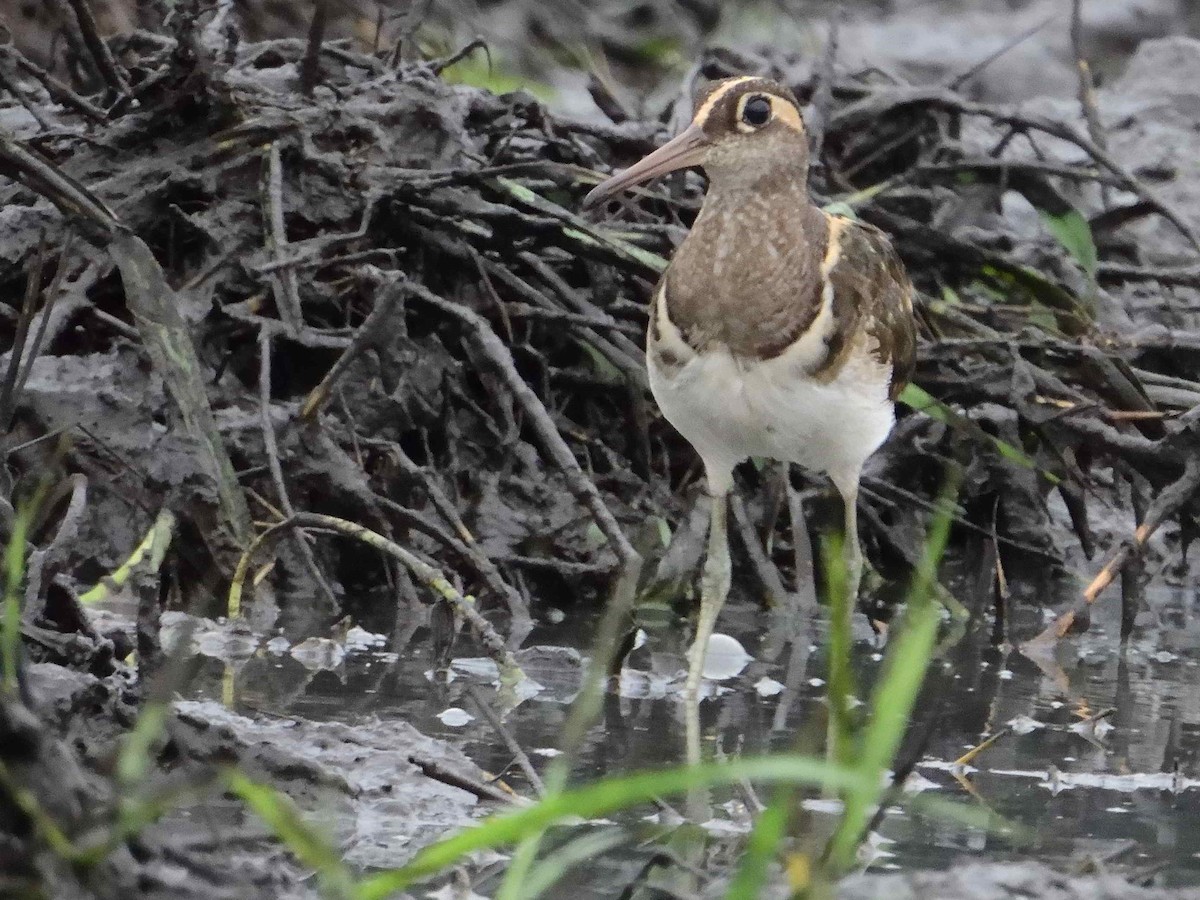 Greater Painted-Snipe - ML614235800