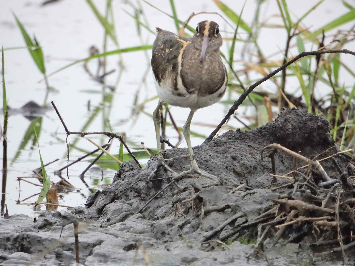 Greater Painted-Snipe - ANDRÉS SERRANO LAVADO