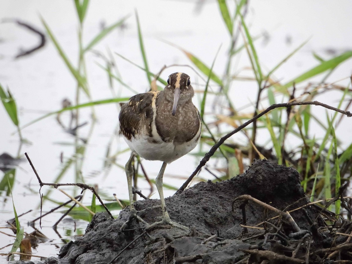 Greater Painted-Snipe - ANDRÉS SERRANO LAVADO