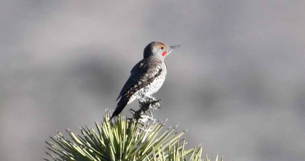 Northern/Gilded Flicker - Corey S.