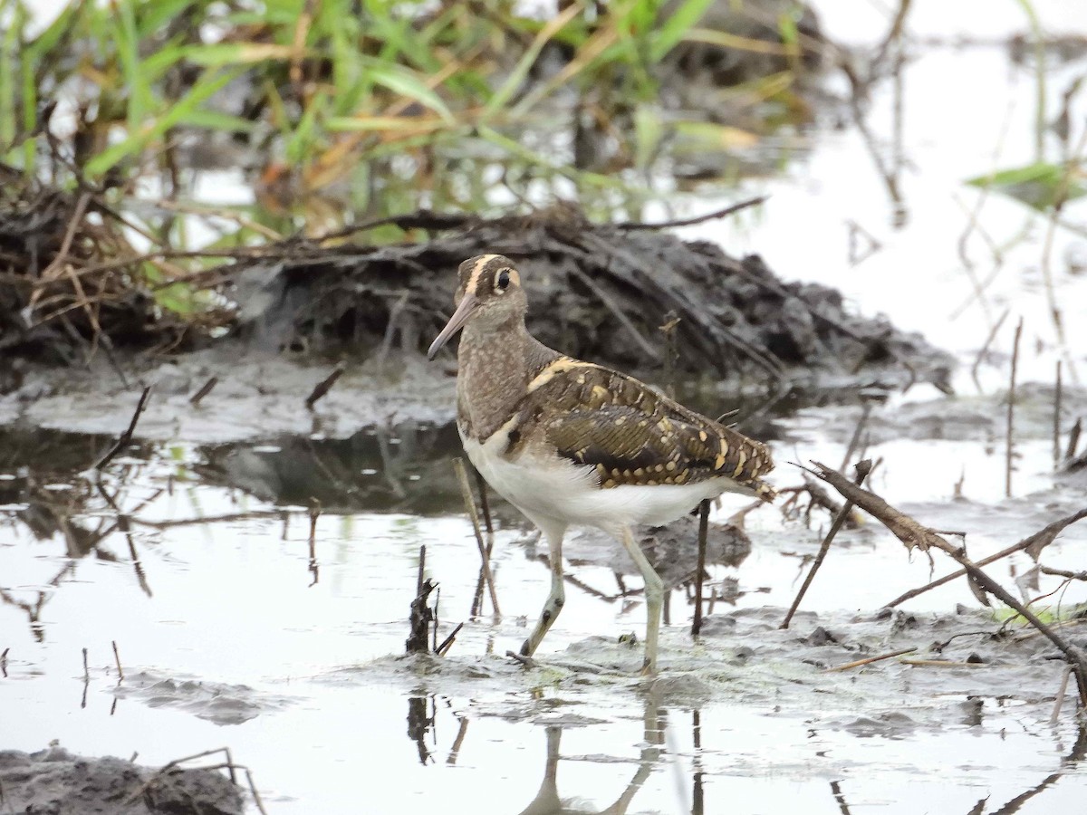 Greater Painted-Snipe - ANDRÉS SERRANO LAVADO