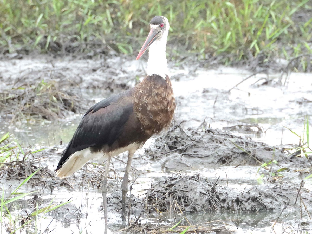 African Woolly-necked Stork - ANDRÉS SERRANO LAVADO