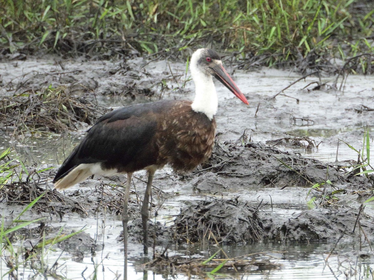 African Woolly-necked Stork - ANDRÉS SERRANO LAVADO