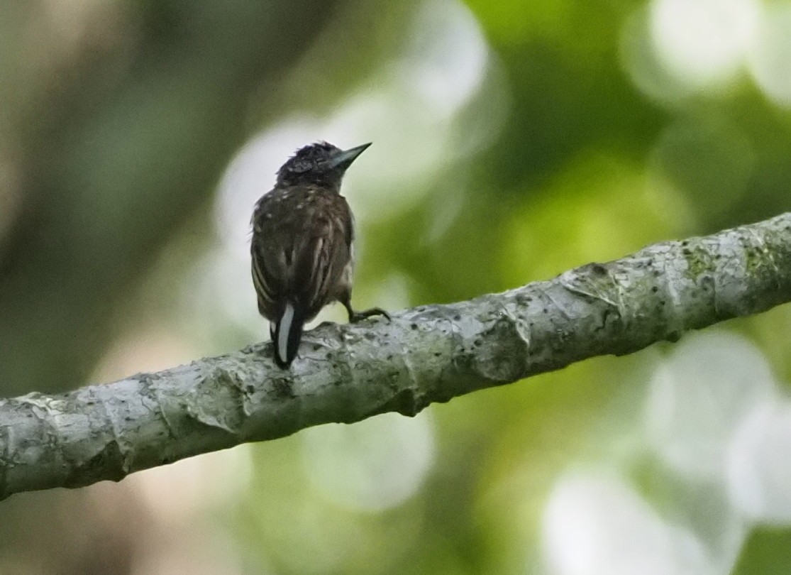 Arrowhead Piculet - ML614235857