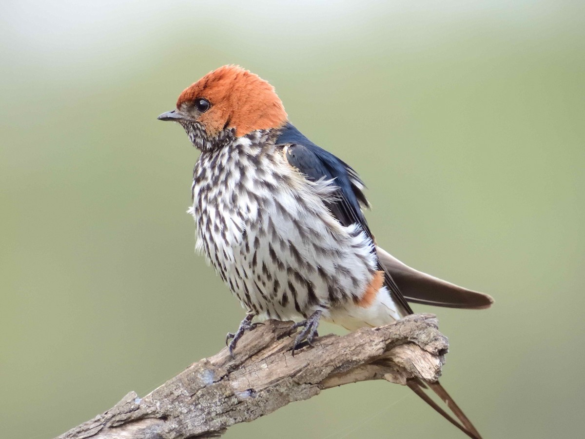 Lesser Striped Swallow - ANDRÉS SERRANO LAVADO