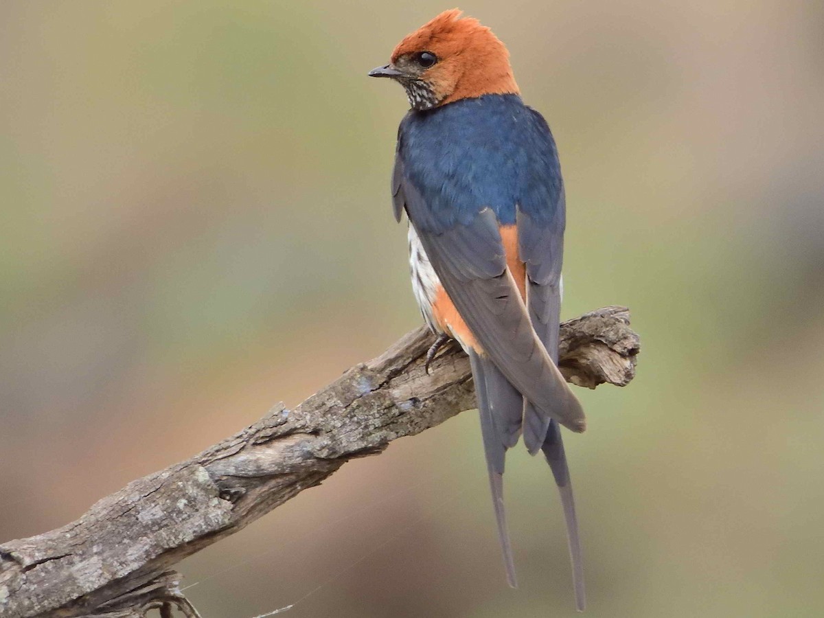 Lesser Striped Swallow - ANDRÉS SERRANO LAVADO