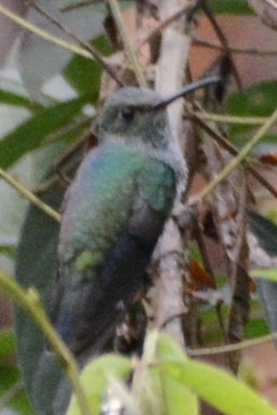 Gray-breasted Sabrewing - ML614235922