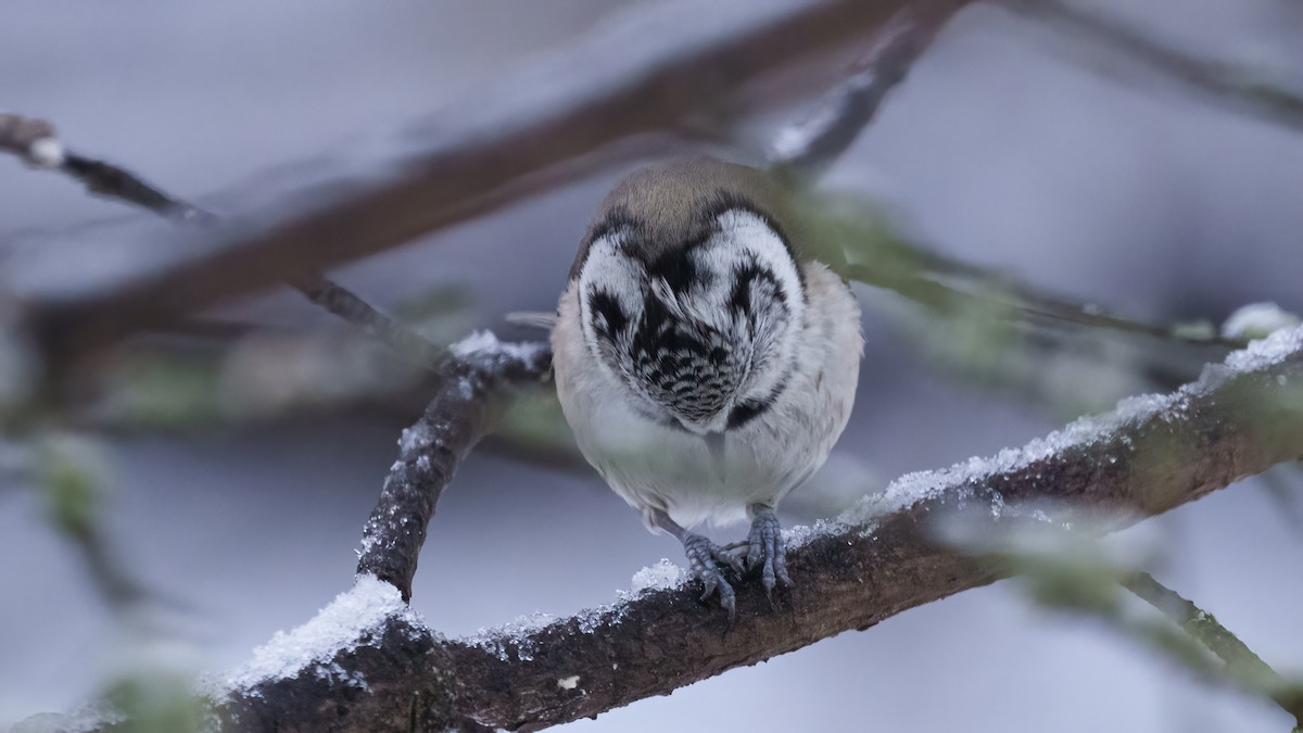 Crested Tit - ML614235956