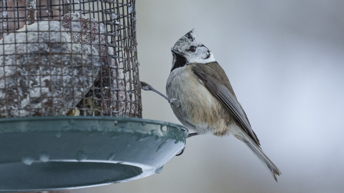 Crested Tit - ML614235957