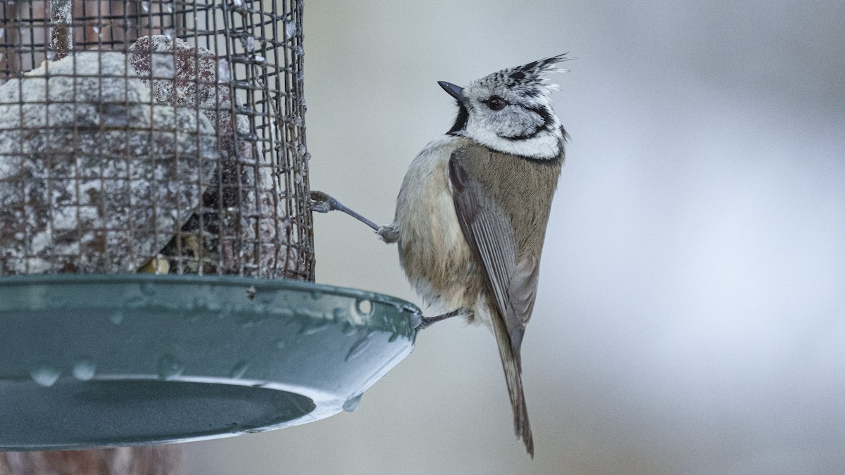 Crested Tit - ML614235958