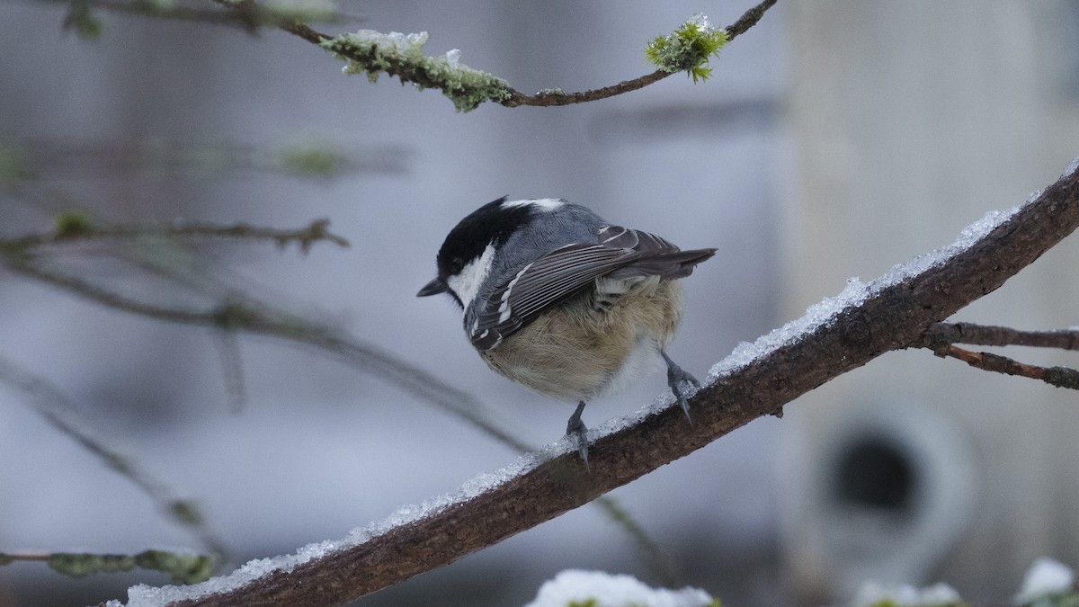 Coal Tit - ML614235960