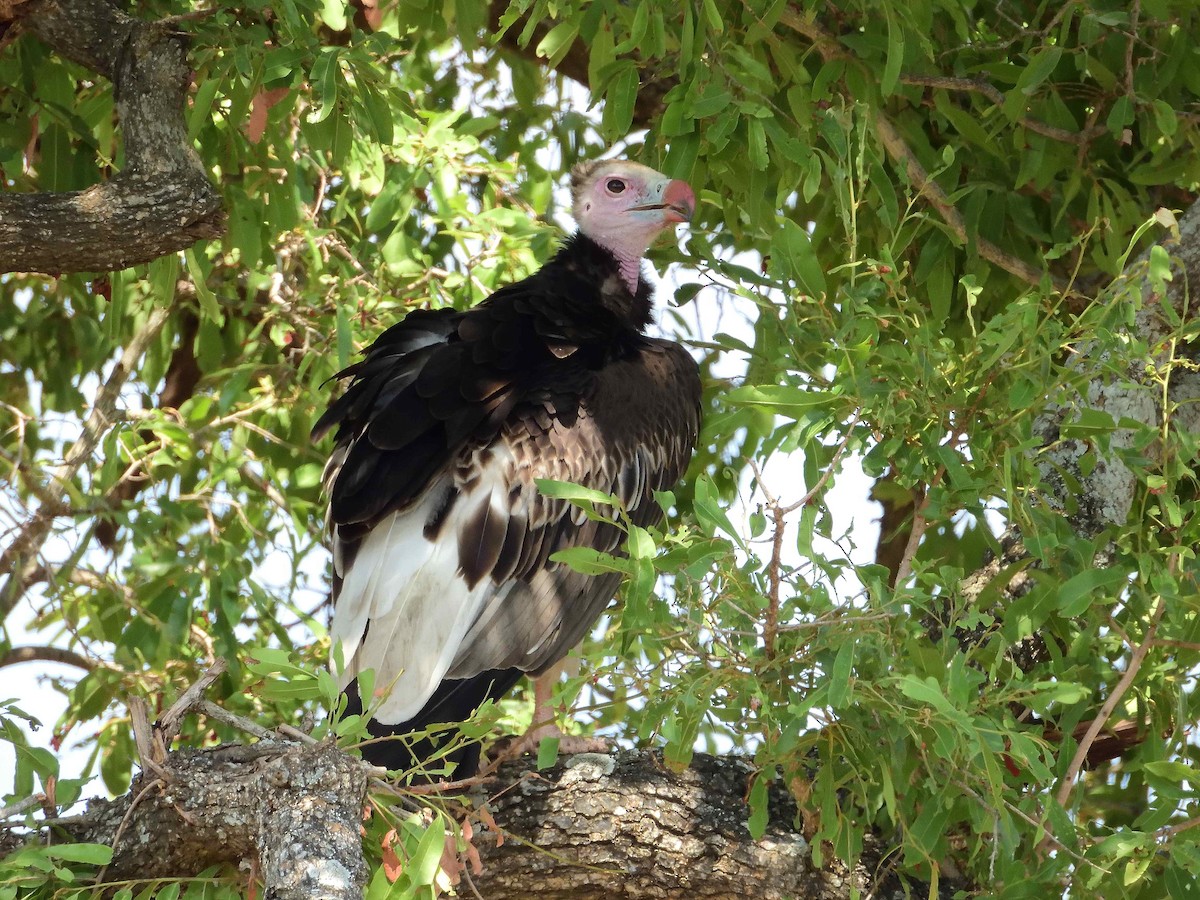 White-headed Vulture - ML614235962