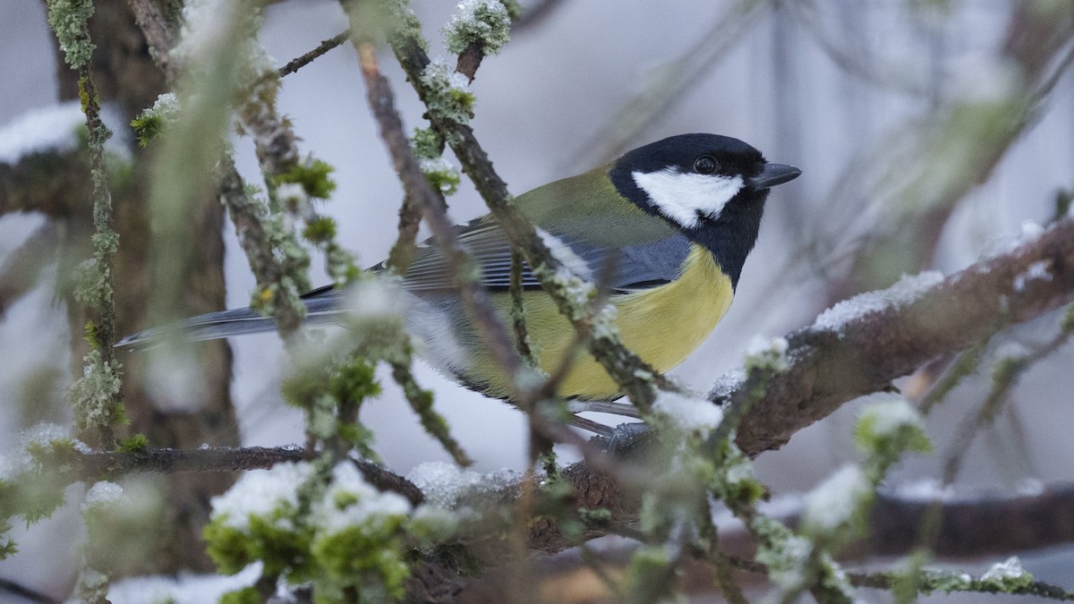 Mésange charbonnière - ML614235964