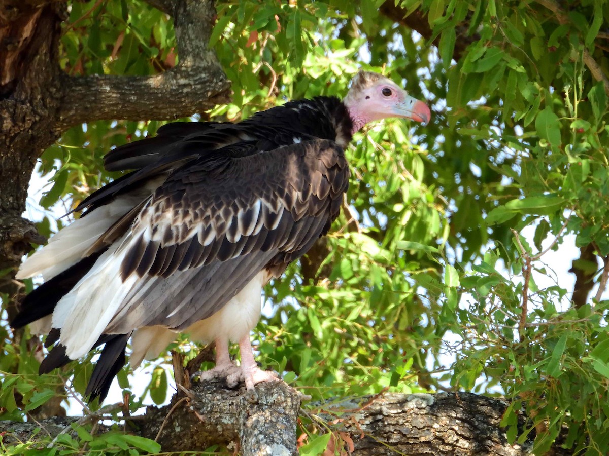 White-headed Vulture - ML614235970