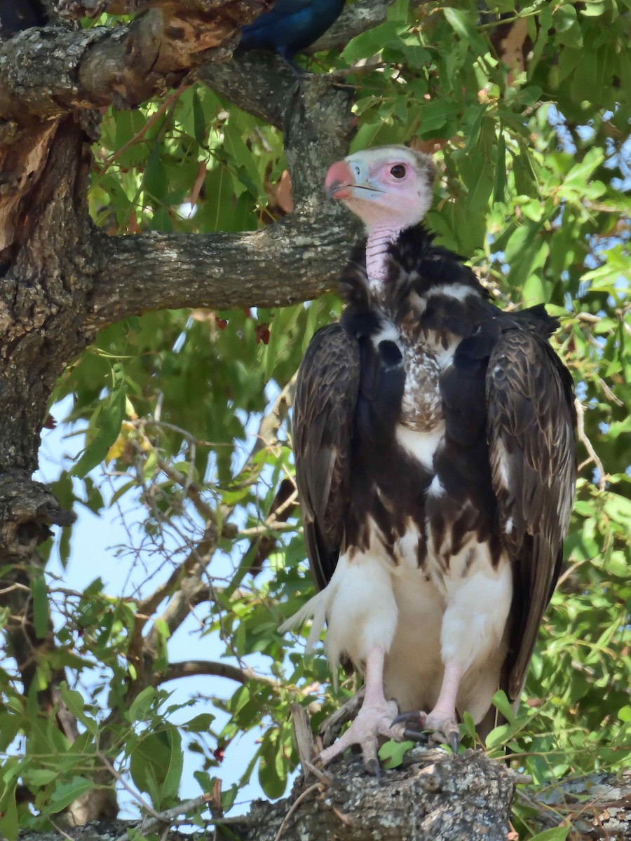 White-headed Vulture - ML614235979