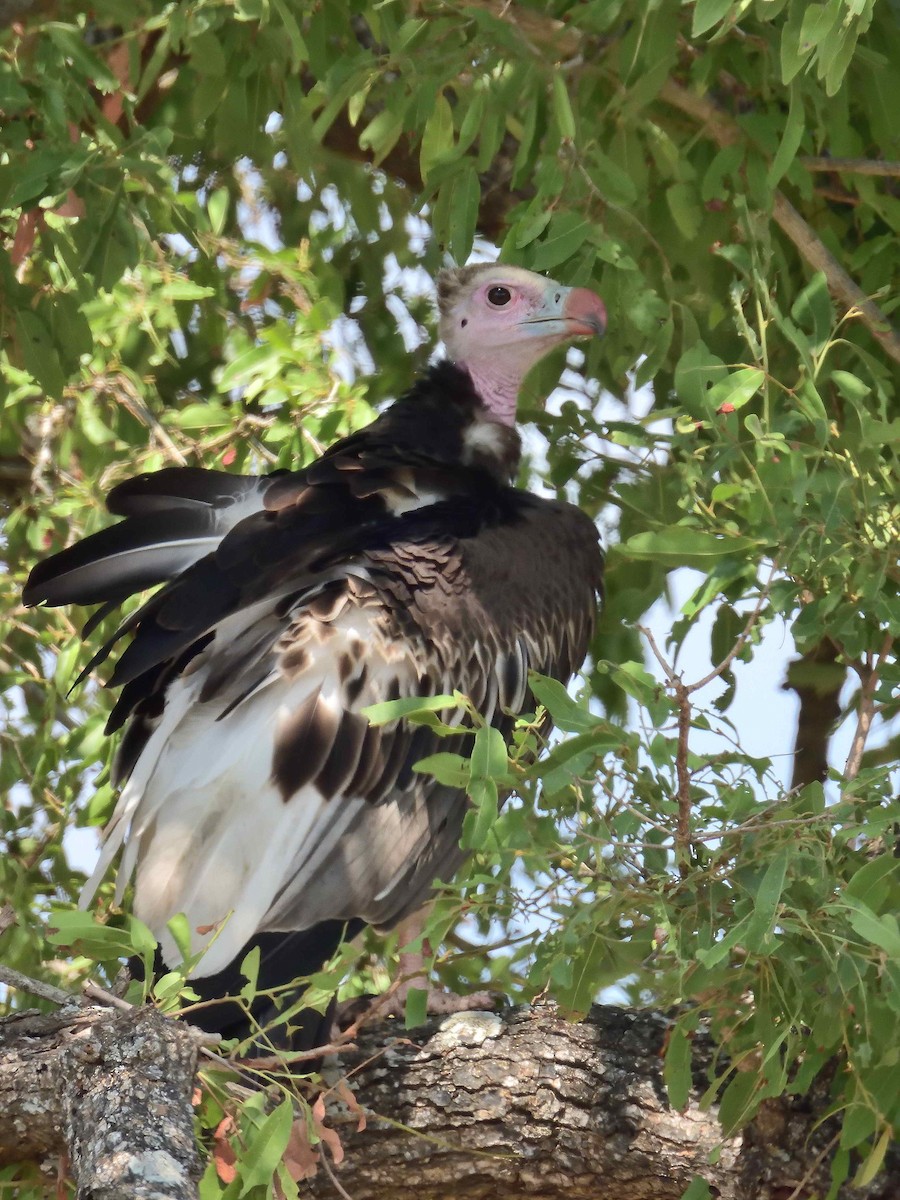 White-headed Vulture - ML614235982