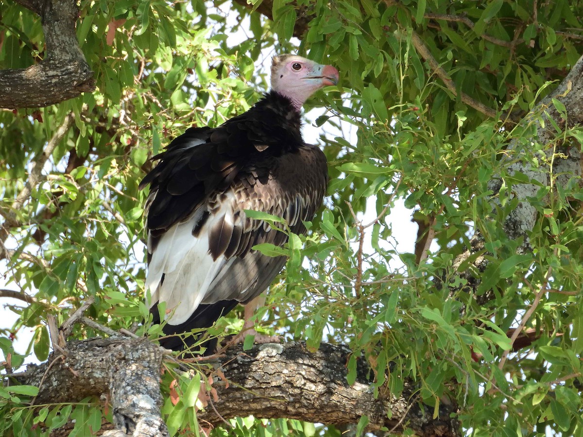 Vautour à tête blanche - ML614235986