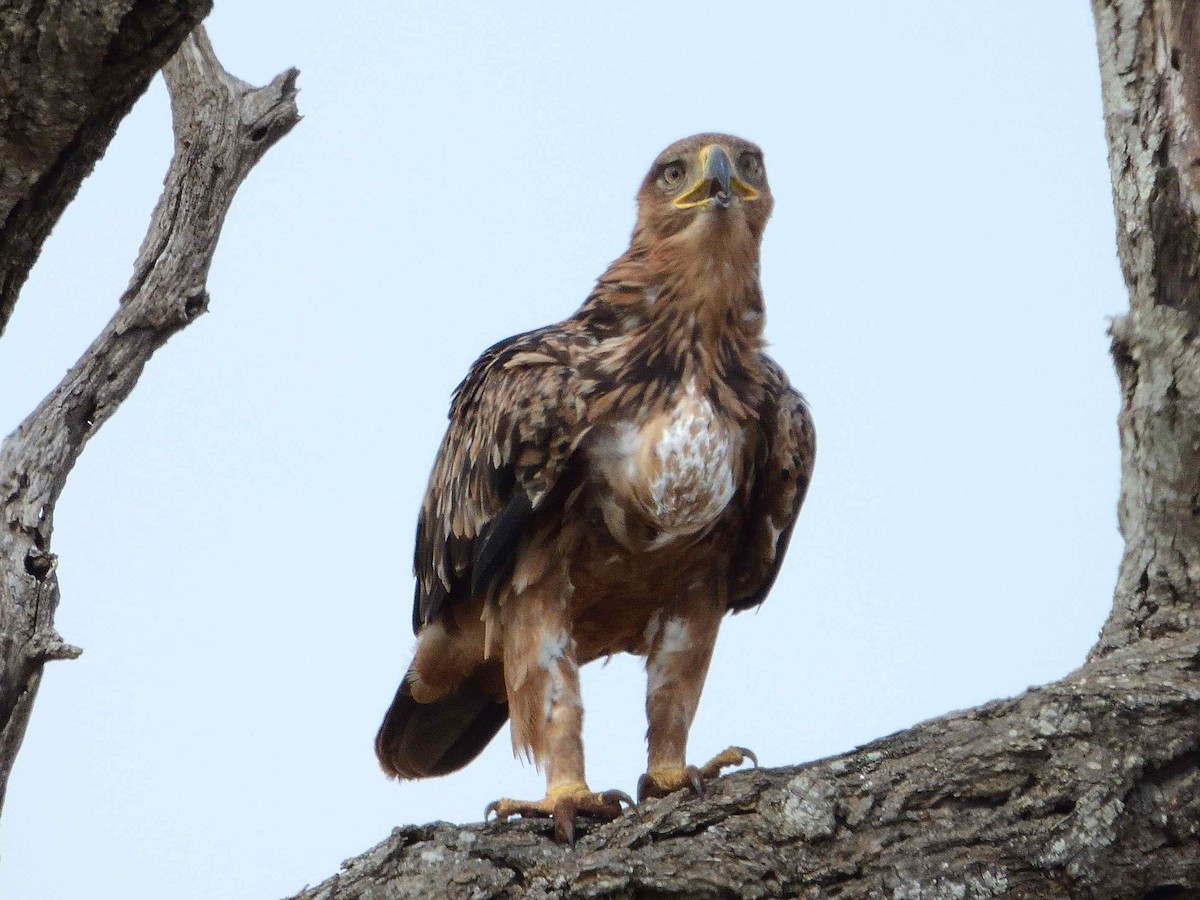 Tawny Eagle - ML614236010