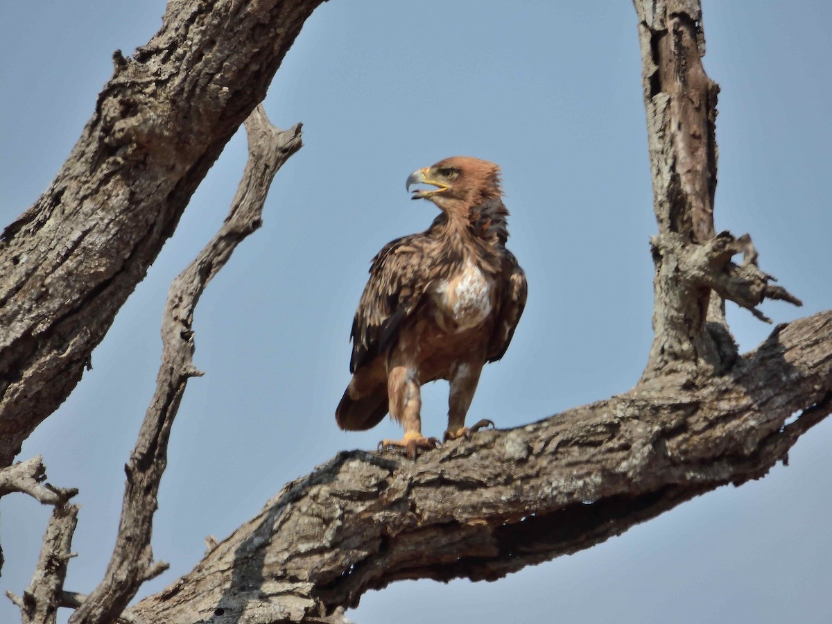 Tawny Eagle - ML614236022