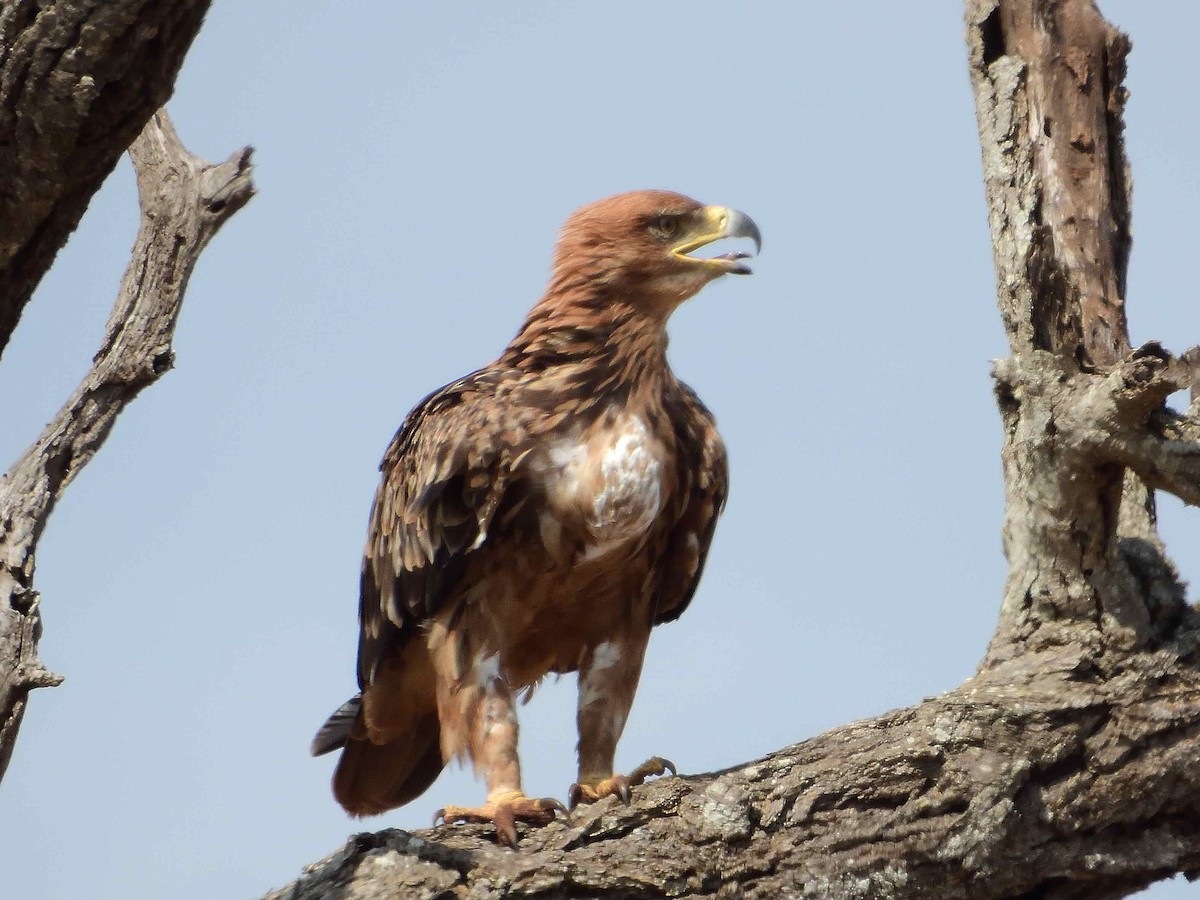 Tawny Eagle - ML614236024