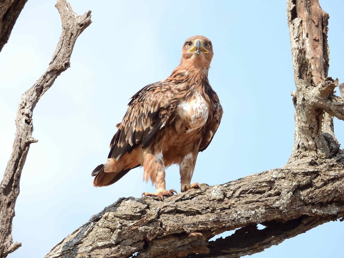 Tawny Eagle - ANDRÉS SERRANO LAVADO