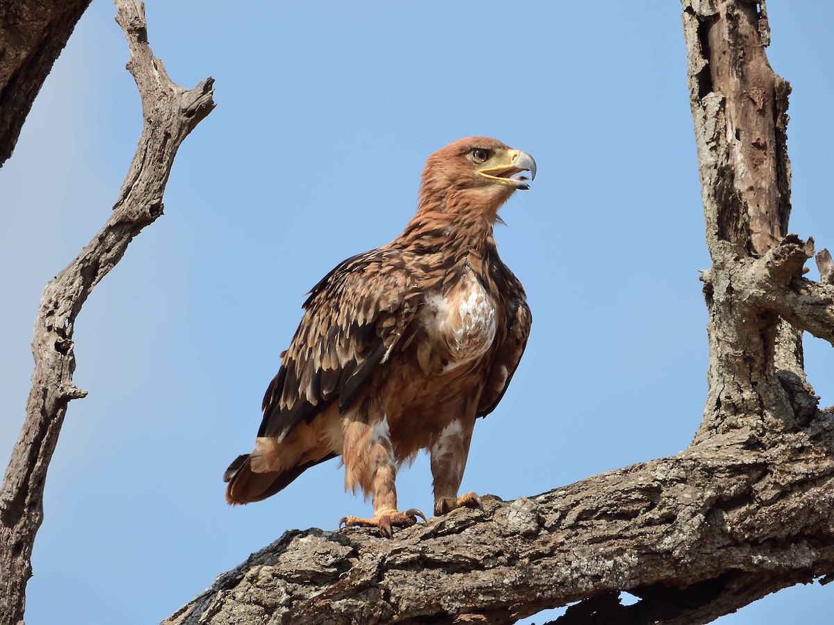 Tawny Eagle - ML614236027