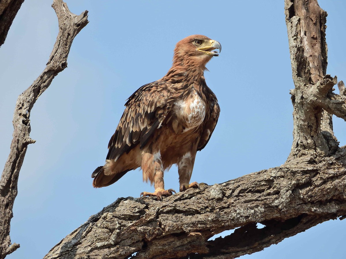 Tawny Eagle - ML614236028