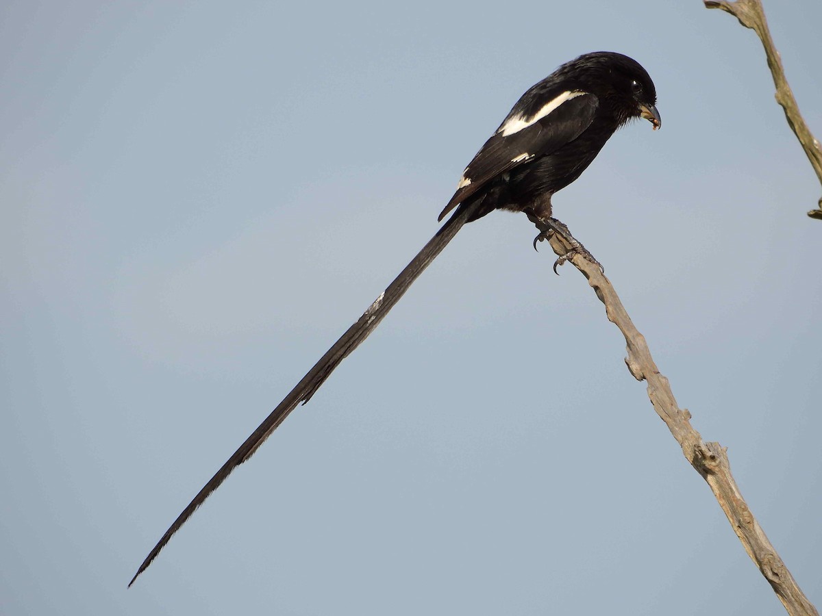 Magpie Shrike - ML614236045