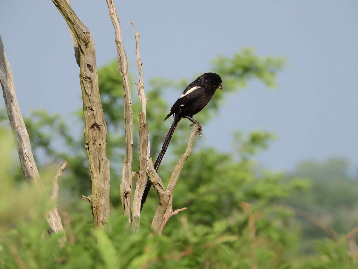 Magpie Shrike - ML614236052