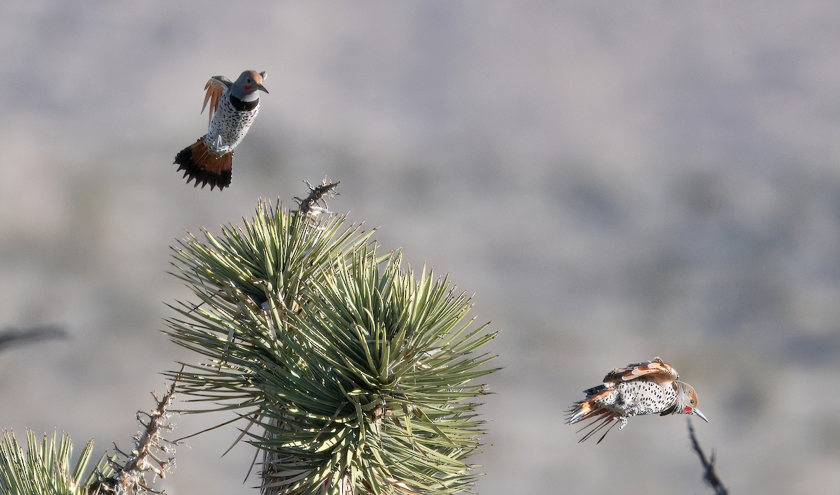 Northern Flicker - ML614236084