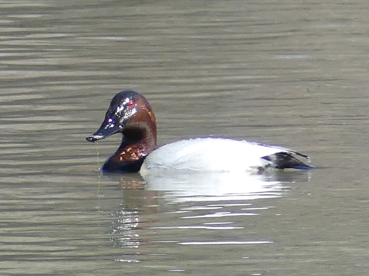 Canvasback - ML614236098