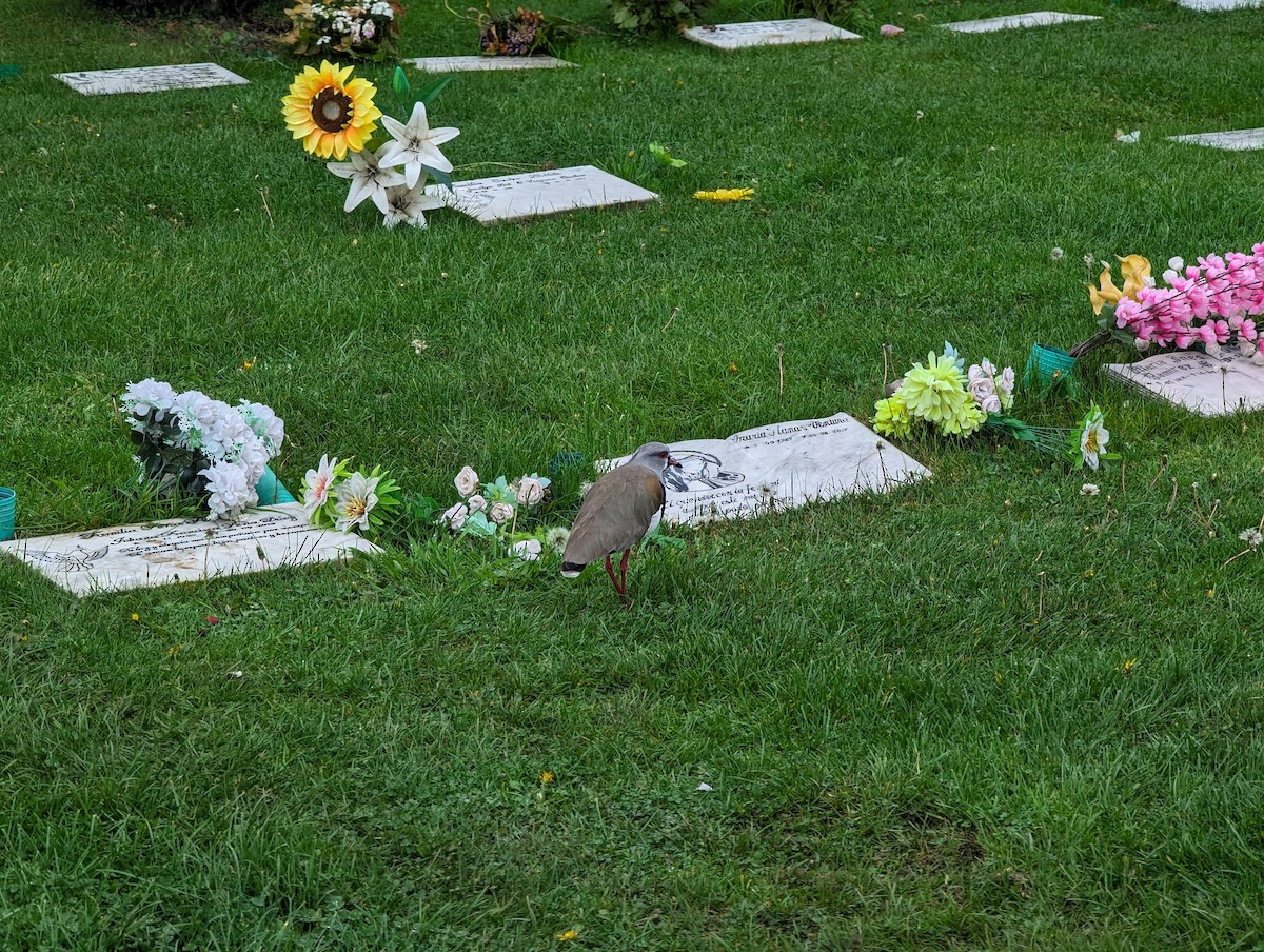 Southern Lapwing - Rodrigo Dueñas