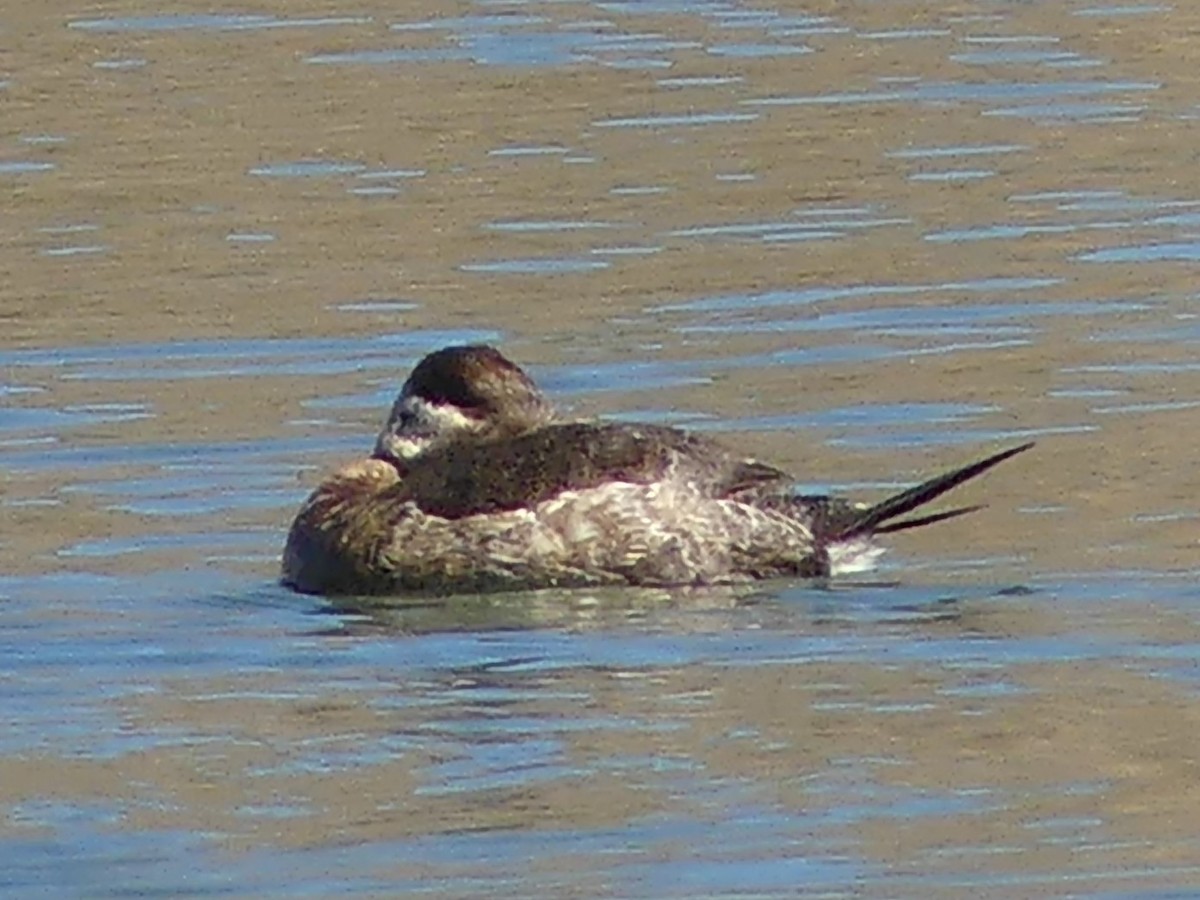 Ruddy Duck - ML614236126