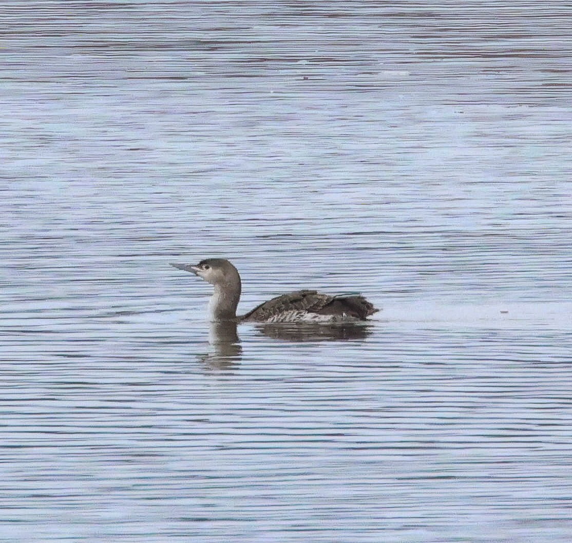 Red-throated Loon - ML614236138