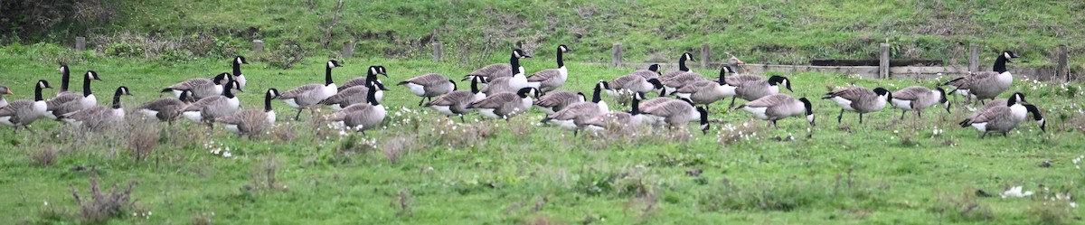Canada Goose - ML614236201