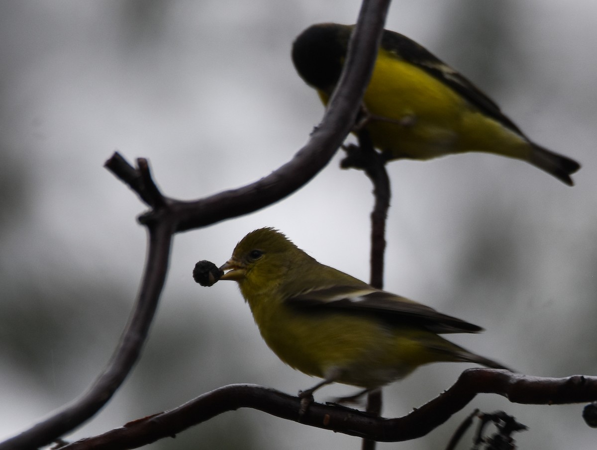 American Goldfinch - ML614236243