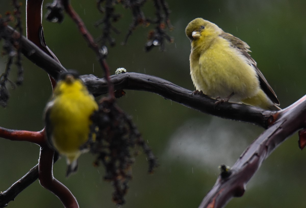 Chardonneret jaune - ML614236244