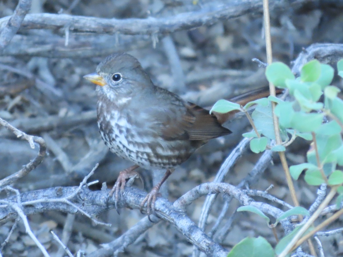 Fox Sparrow - ML614236245