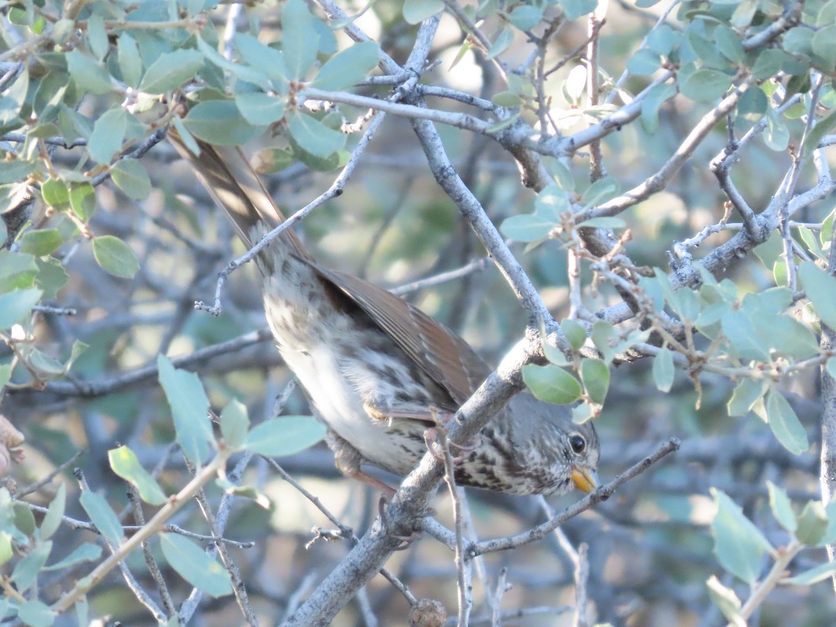 Fox Sparrow - ML614236259